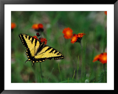 A Tiger Swallowtail Butterfly by Phil Schermeister Pricing Limited Edition Print image