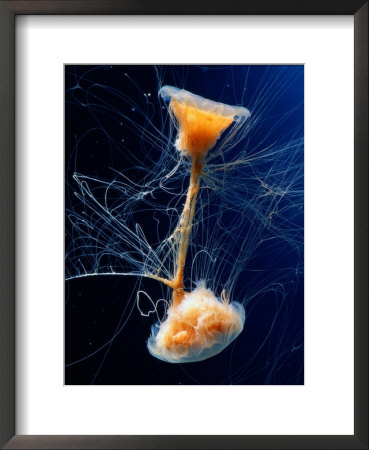 Lions Mane Jellyfish by George Grall Pricing Limited Edition Print image