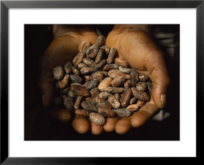 Pair Of Hands Holds A Pile Of Brown, Dried Cacao Beans by James L. Stanfield Pricing Limited Edition Print image
