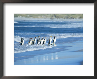 Gentoo Penguins Coming Out Of The Sea, Sea Lion Island, Falkland Islands, South America by Marco Simoni Pricing Limited Edition Print image