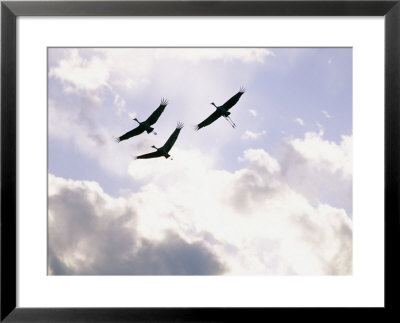 Sandhill Cranes Soar Against A Cloudy Sky by Stephen Alvarez Pricing Limited Edition Print image