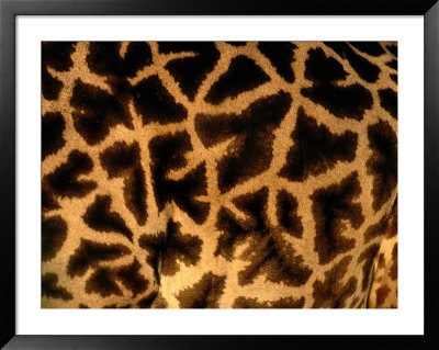 A Close View Of A Giraffes Irregular Spots by Michael Nichols Pricing Limited Edition Print image
