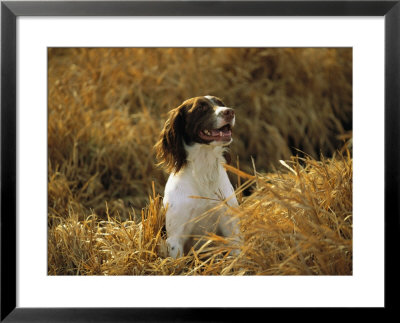 An English Setter Named Rose Sits In A Patch Of Golden Grass by Joel Sartore Pricing Limited Edition Print image