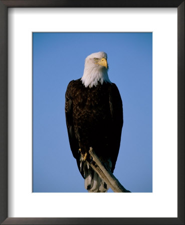An American Bald Eagle Sits On Dead Tree Branch by Paul Nicklen Pricing Limited Edition Print image