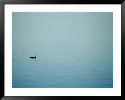 A Lone Cormorant Drifts On A Fog-Shrouded Lake by Stephen St. John Pricing Limited Edition Print image