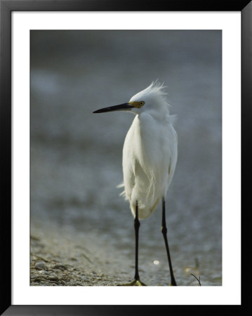 Snowy Egret On Floridas Gulf Coast by Klaus Nigge Pricing Limited Edition Print image