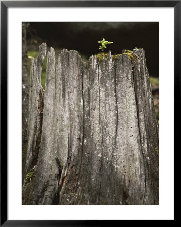 A Spruce Seedling Sprouts From The Stump Of A Pine Tree Killed By Fire by Phil Schermeister Pricing Limited Edition Print image