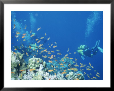 Divers Enjoy The Beauty Of The Reefs And Marine Life In The Red Sea by Peter Carsten Pricing Limited Edition Print image
