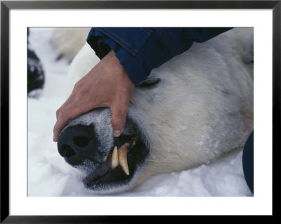 A Biologist Checks A Tranquilized Polar Bears Teeth by Paul Nicklen Pricing Limited Edition Print image