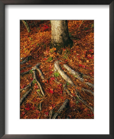 Oak Tree Roots And Pine Needles Covering A Woodland Trail by Raymond Gehman Pricing Limited Edition Print image