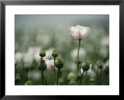A Close View Of Opium Poppy Flowers by Jason Edwards Pricing Limited Edition Print image