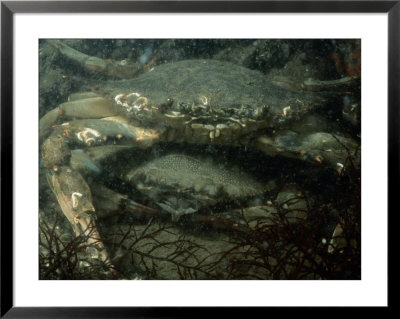 Mating Blue Crabs by George Grall Pricing Limited Edition Print image