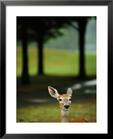 White-Tailed Deer Foraging On Grass by Raymond Gehman Pricing Limited Edition Print image