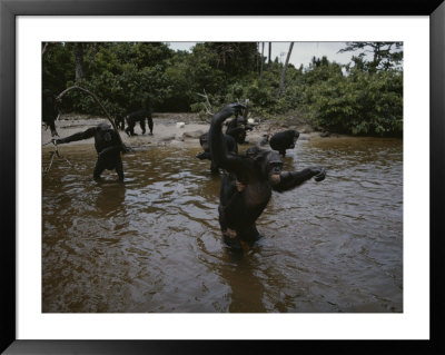 Wading In Water, Chimpanzees Aggressively Approach Visitors by Michael Nichols Pricing Limited Edition Print image