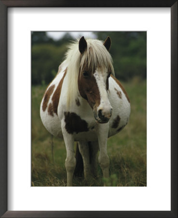 Portrait Of A Pregnant Assateague Wild Pony Mare by James L. Stanfield Pricing Limited Edition Print image