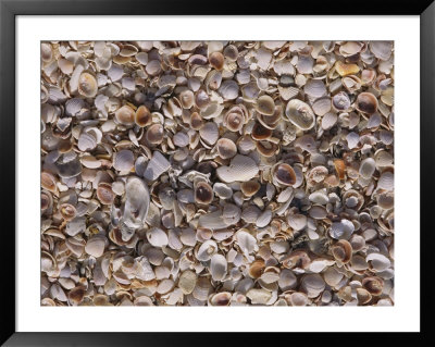 An Assortment Of Seashells Litter A Beach by Paul Damien Pricing Limited Edition Print image