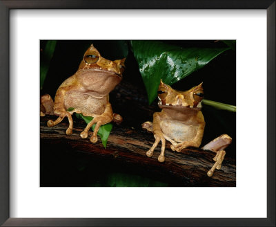 Marsupial Frogs by George Grall Pricing Limited Edition Print image
