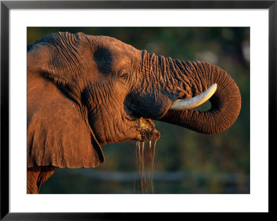 African Elephant Eating by Beverly Joubert Pricing Limited Edition Print image
