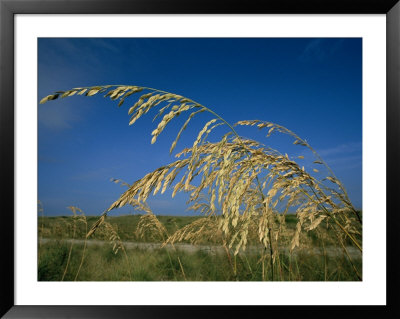 A Close View Of Sea Oats Which Grow Throughout The Outer Banks by Stephen St. John Pricing Limited Edition Print image