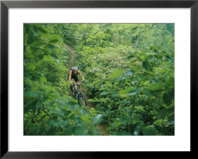 Mountain Biker On Single Track Trail Through Rhododendron by Skip Brown Pricing Limited Edition Print image