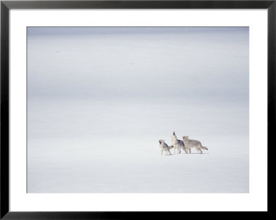 A Pack Of Coyotes Howl During A Fight With A Different Pack by Michael S. Quinton Pricing Limited Edition Print image