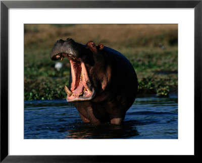 Hippopotamus With Open Mouth by Chris Johns Pricing Limited Edition Print image