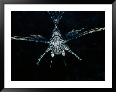 A Zebra Lionfish Swims Directly Toward The Camera by Wolcott Henry Pricing Limited Edition Print image