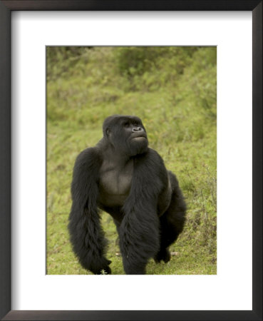 Male Mountain Gorilla (Gorilla Gorilla Beringei) Standing In Grass by Roy Toft Pricing Limited Edition Print image