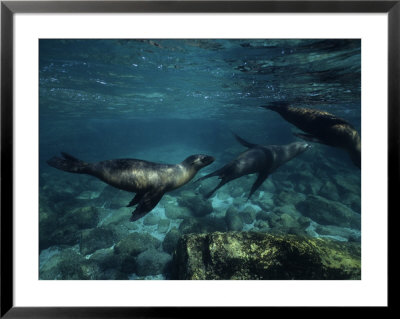 Californian Sea Lion, Underwater, Baja California by Gerard Soury Pricing Limited Edition Print image