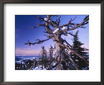 Winter View Of A Bristlecone Pine by Michael Melford Pricing Limited Edition Print image