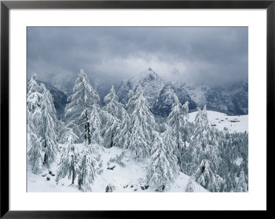 Larch And Mountain Pine In Snow, Berchtesgaden National Park, Germany by Norbert Rosing Pricing Limited Edition Print image