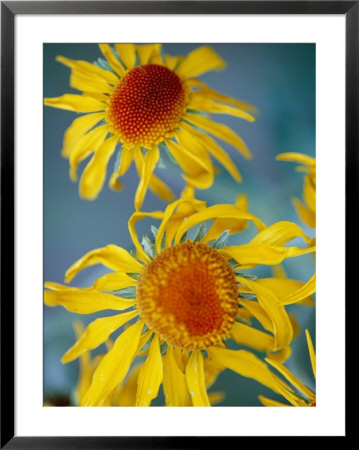 A Close View Of Two Daisies by Raul Touzon Pricing Limited Edition Print image