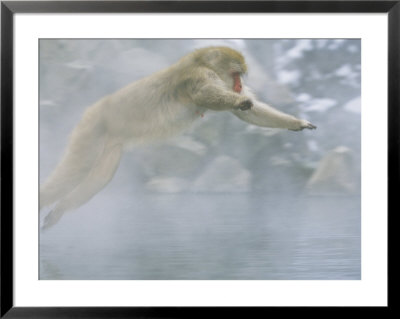 Japanese Macaques (Macaca Fuscata), Leaping, Jigokudani, Japan by Roy Toft Pricing Limited Edition Print image