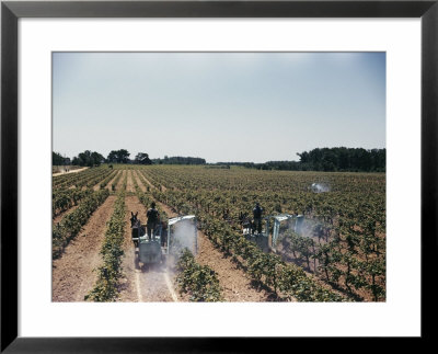 A Vineyard Being Sprayed With Bluestone Spray To Kill Insects And Control Bitter Rot by Willard Culver Pricing Limited Edition Print image