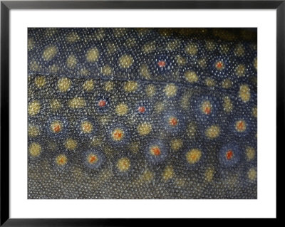 Close-Up Of A Brook Trout by Bill Curtsinger Pricing Limited Edition Print image