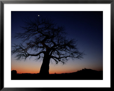 Plains Tree At Twilight With Moon by Chris Johns Pricing Limited Edition Print image