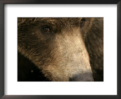Close-Up Of Alaskan Brown Bear Face (Ursus Arctos) by Roy Toft Pricing Limited Edition Print image