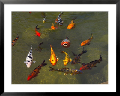 Koi Fish In A Pond by Raul Touzon Pricing Limited Edition Print image