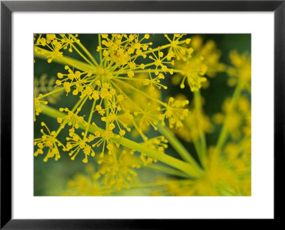 Dill (Anethum Graveolens) Close-Up Of Flower by Mark Bolton Pricing Limited Edition Print image