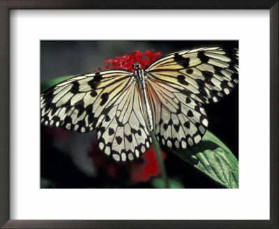 Common Mime Butterfly, Butterfly World, Ft Lauderdale, Florida, Usa by Darrell Gulin Pricing Limited Edition Print image