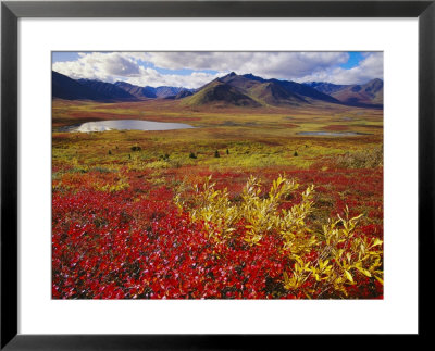 Autumn View Of Tundra And The Ogilvie Mountains by Paul Nicklen Pricing Limited Edition Print image