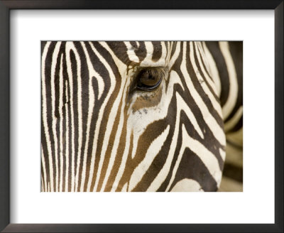 Closeup Of A Grevys Zebra's Face by Tim Laman Pricing Limited Edition Print image