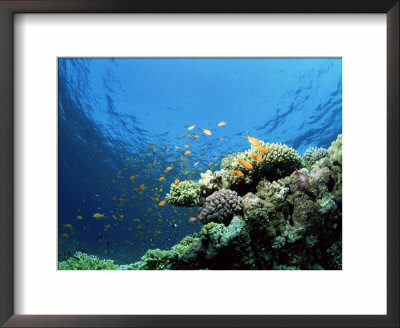 Sunlit Reef Top With Hard Corals And Anthias, Red Sea, Egypt, North Africa, Africa by Lousie Murray Pricing Limited Edition Print image