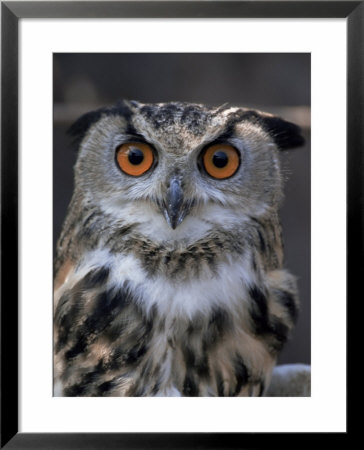 European Eagle Owl (Bubo Bubo), New Forest Owl Sanctuary, England, United Kingdom by Lousie Murray Pricing Limited Edition Print image