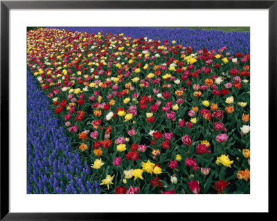 A Row Of Red And Yellow Tulips Flanked By Rows Of Blue Flowers by Sisse Brimberg Pricing Limited Edition Print image