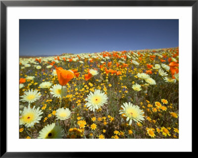 Poppies And Desert Dandelion In Spring Bloom, Lancaster, Antelope Valley, California, Usa by Terry Eggers Pricing Limited Edition Print image