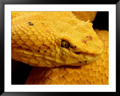 Close-Up View Of A Bright Yellow Snake by George Grall Pricing Limited Edition Print image