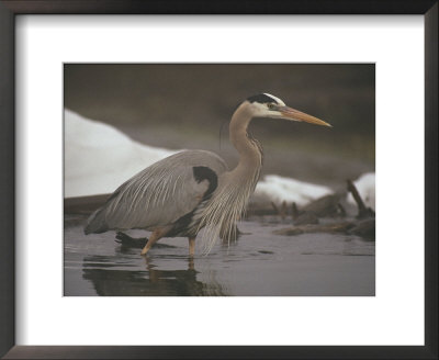 Close View Of A Great Blue Heron Searching The Shallows For Food by Michael S. Quinton Pricing Limited Edition Print image