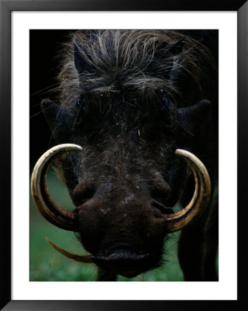 Close-Up Of A Warthog With An Immense Pair Of Tusks by Chris Johns Pricing Limited Edition Print image