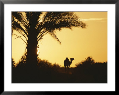 A Dromedary Camel Is Silhouetted At Sunset by Peter Carsten Pricing Limited Edition Print image